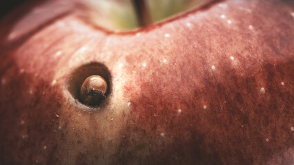 Larva feeds on a red apple and chewed a hole in it, close-up