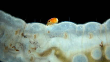 An Arrenuridae mite larva was attached to a Hydrophilidae larva under a microscope. The larvae of these mites suck and drink hemolymph by inserting a tubular stylus.