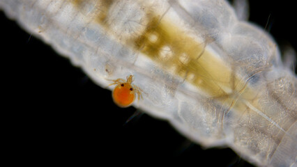 An Arrenuridae mite larva was attached to a Hydrophilidae larva under a microscope. The larvae of these mites suck and drink hemolymph by inserting a tubular stylus.