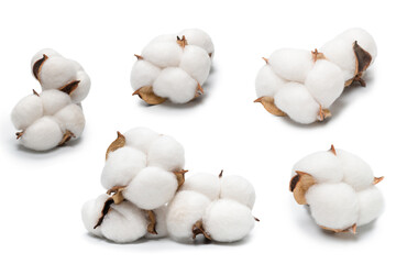 Cotton flower branch isolated on white background.