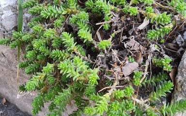 Sedum sexangulare, a species of plant in the Crassulaceae family.