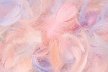 Colorful feather background, top view.