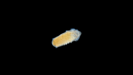Worm larva Polychaeta, genus Scoloplos under a microscope, family Orbiniidae. White Sea