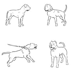 hand drawn sketch American bandog