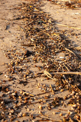 autumn leaves on the beach