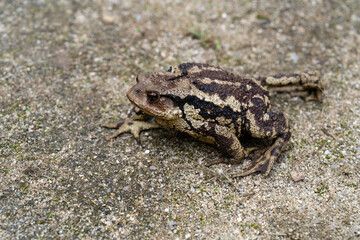 toad on the ground