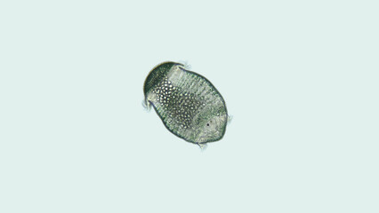Polychaeta larva worm Capitellidae family under a microscope. Of rotor type, has two ciliary belts...