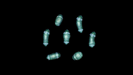 Polychaeta larva worm Capitellidae family under a microscope. Of rotor type, has two ciliary belts...