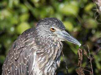 Portrait of a juvenile yellow-crowned night heron with clearly visible orange eye. Birds of Texas.  Brazos Bend State Park.