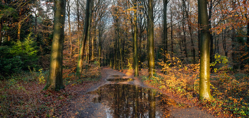 large puddle on forest path and brightly lit autumn leaves by late afternoon sun