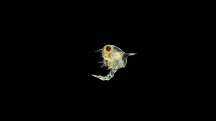 Crab larva Zoea under a microscope, lives as a part of plankton, feeds on unicellular algae, then...