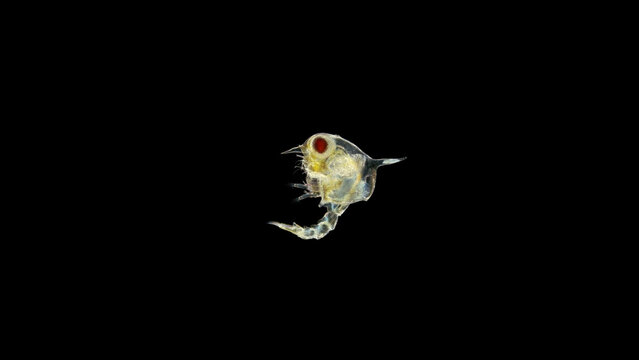 Crab larva Zoea under a microscope, lives as a part of plankton, feeds on unicellular algae, then it moves to the next stage, the megalopa larva, soon sinks to the bottom and becomes a small crab