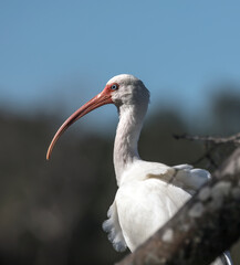 Portrait of American white ibis, side view. Blue eye, pink curved bill and white plumage. Brazos Bend State Park, Texas, USA