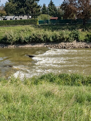 Rapids on the Nitra River. Stone barrier on a fast river.