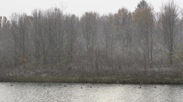 Birds on a lake during a snow flurry