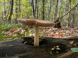 Wild Pluteus cervinus mushrooms growing on the dead tree
