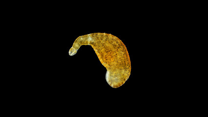 Leech Hirudinea, Baicalobdella torquata under a microscope, family Piscicolidae, endemic to Lake Baikal. Usually sucks blood from Amphipods. Identified by Irina Kaygorodova