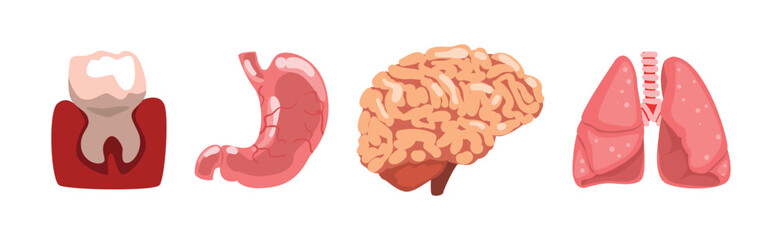 Human Body Internal Organ Part and Element Vector Set
