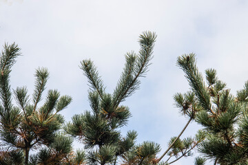 A different type of pine tree, mainly used for ornamental purposes, as a material