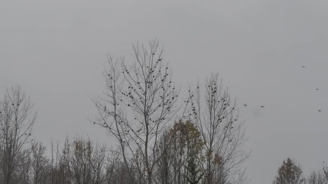 Birds on a lake during a snow flurry