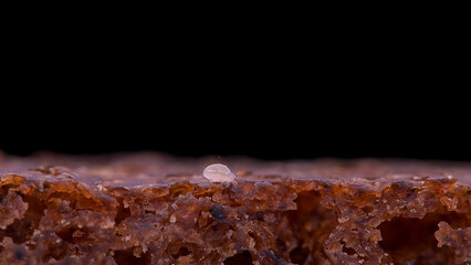Flour Mite Acarus sp. crawls on a piece of bread, family Acaridae. The pest damages: grain, dried fruits and vegetables, cheese, flour products.