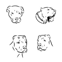 hand drawn sketch American bandog