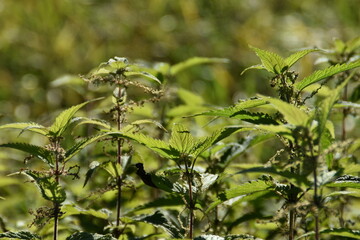 These nettles are growing in nature in sunny autumn day.