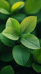 Fototapeta premium Close-up view of vibrant green leaves showcasing their intricate texture and structure, ideal for nature-themed projects, wellness, or sustainability marketing materials,