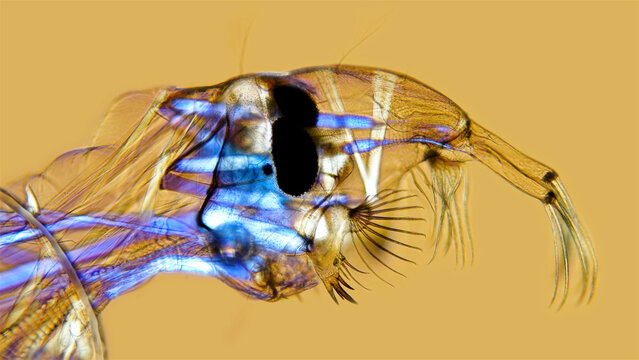 The head of a Chaoborus mosquito larva under a microscope. Predators, feed on small crustaceans and larvae of other mosquitoes. Adults are not bloodsuckers. Shot in polarizing light.
