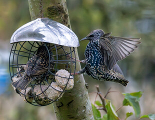 Starlings at a bird feeder. Wing detail.