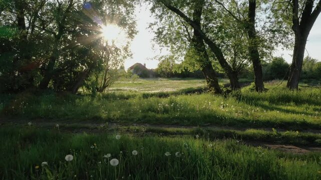 Sunset at Ukrainian village. Green calm nature grass field meadow. 4k aerial top view. landscape farmland hill country sunset. Slow motion. Walk green meadow in fairy forest trees flowers dandelions