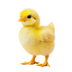 Fototapeta premium A farm yellow chick on isolated transparent background