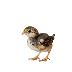 A farm chick on isolated transparent background