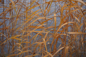 Teilaufnahme von Schilf im Herbst am Wasser