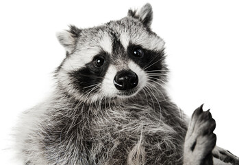 Close-up of cute and funny young grey raccoon looking at camera with curious expression against transparent background. Environmental care. Concept of animals, veterinary, zoo, wildlife. Ad © Lustre Art Group 