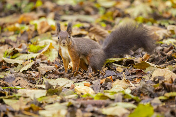 Squirrel in wilderness. Brown squirrel in natural habitat, autumn feeling between the leaves and branches. Looking towards camera...