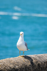 Seagull sea bird on beach promenade in touristic Biarritz city, Basque Country, Bay of Biscay of Atlantic ocean, France