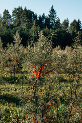 plantation of sea buckthorn bushes