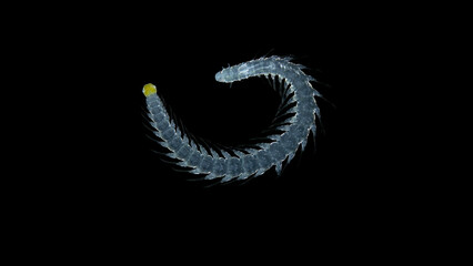 Polychaeta worm Phalacrophorus sp under a microscope, family Iospilidae. Red Sea