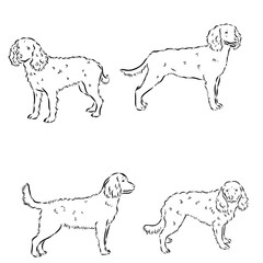 American Water Spaniel Dog Face Vector
