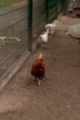 A chicken walks around the yard. Raising chickens at home