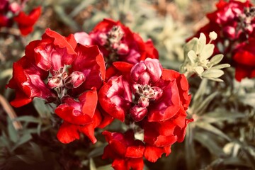 red and yellow tulips