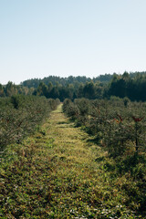 plantation of sea buckthorn bushes