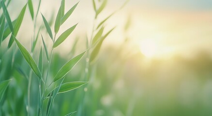 Bright sunlight illuminating a grass field filled with delicate flowers during morning hours