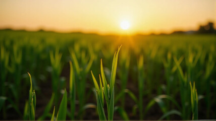 Obraz premium wheat field at sunset