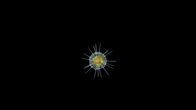 Radiolaria under the microscope, Acantharia Class. Indian Ocean