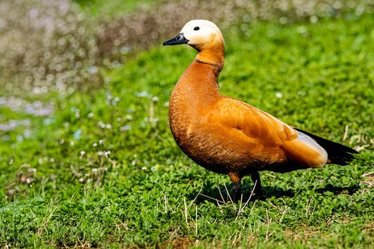 La casarca ferruginea (Tadorna ferruginea), a volte chiamata anche casarca comune o casarca ferruginosa.