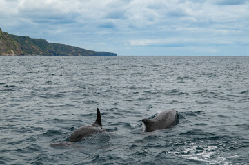Fototapeta premium Pair of Wild dolphins swimming at the surface of the Atlantic ocean near São Miguel Island, Azores, Portugal. Short beaked common dolphins (Delphinus delphis). Dolphin in wildlife.