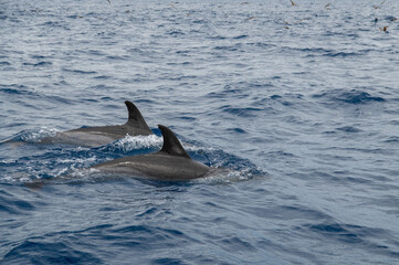 Pair of Wild dolphins swimming at the surface of the Atlantic ocean near São Miguel Island,...