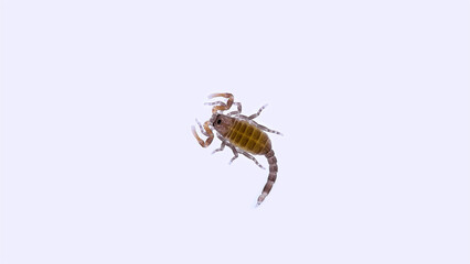 Young parthenogenetic scorpion Lychas tricarinatus, family Buthidae, Distributed in India, feeds on insects and their larvae. Life expectancy is about 7 years.